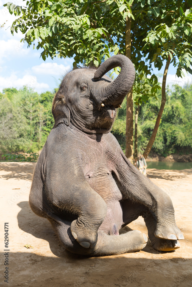 Fototapeta premium Elefant sitting outdoor vertical shot