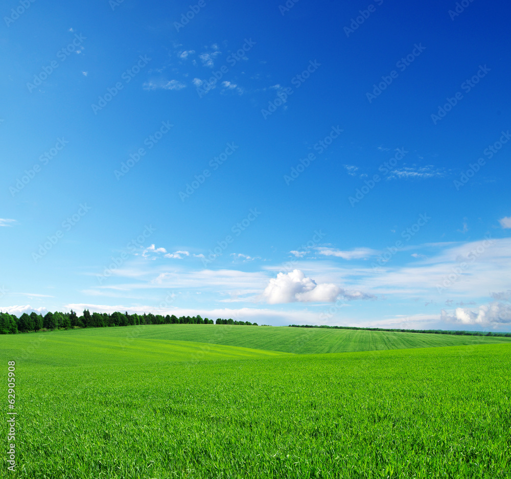 Obraz premium green field