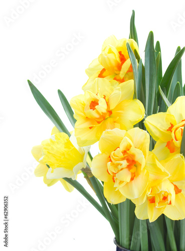 Fototapeta Naklejka Na Ścianę i Meble -  spring narcissus close up