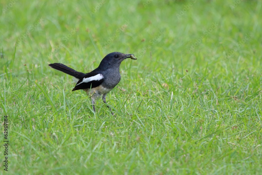 Fototapeta premium Magpie Robin