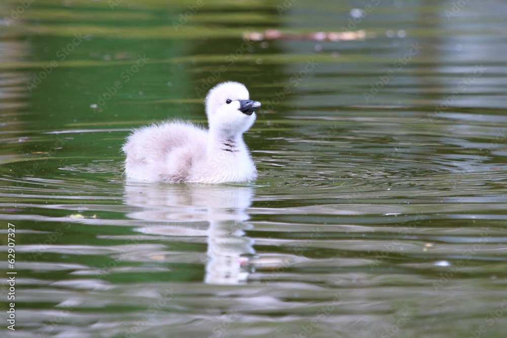 baby black swan swimming in a lake baby black swan swimming in a lake