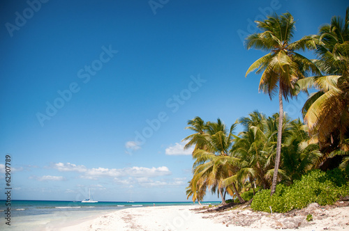 Beautiful white beach with tropical palm trees  Saona  Caribbean