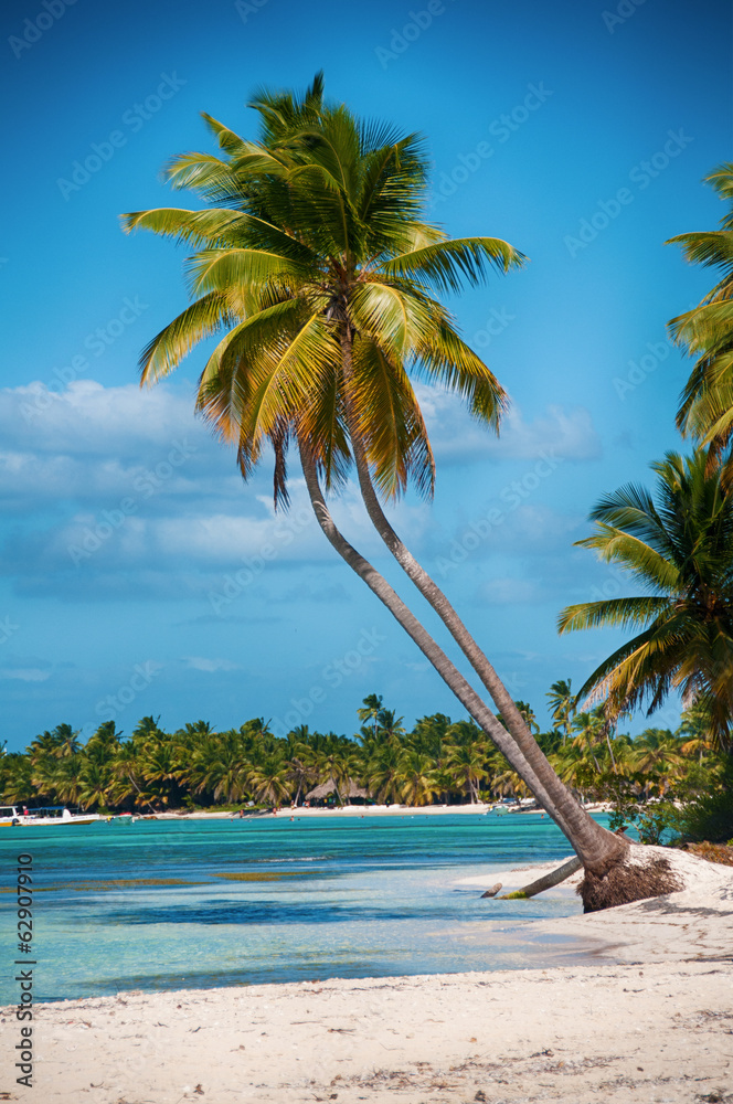 Beautiful white beach with tropical palm trees, Saona, Caribbean - obrazy, fototapety, plakaty 