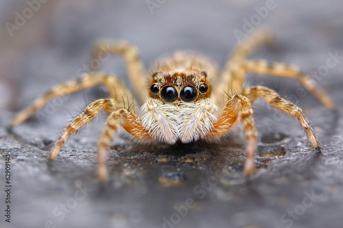 Wallpaper Mural Little spanish jumping spider closeup Torontodigital.ca