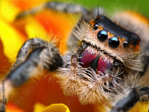 Jumping spider Phidippus regius with nice colorful background