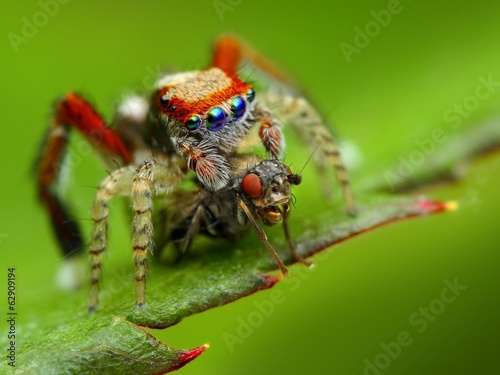Saitis barbipes jumping spider eating a fly