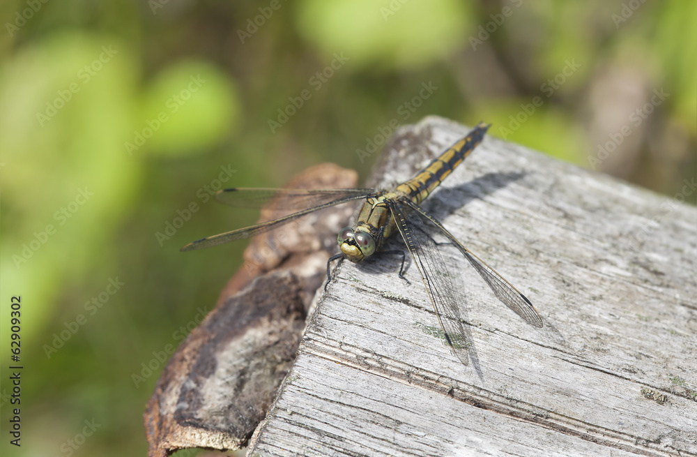 Black-tailed skimmer, Orthetrum cancellatum Black-tailed skimmer, Orthetrum cancellatum
