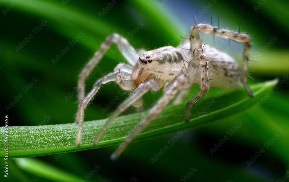 Closeup of spider in its natural environment