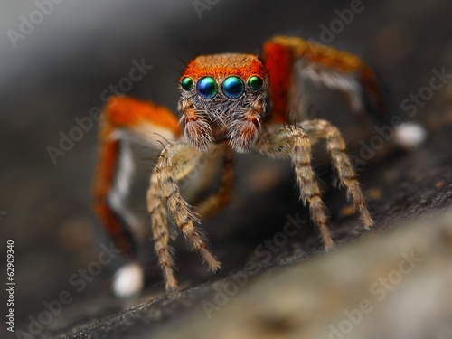 Spanish jumping spider Saitis barbipes