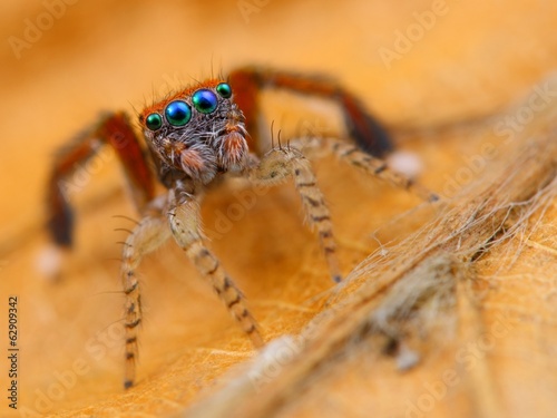 Spanish jumping spider Saitis barbipes