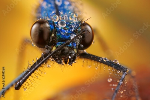 Closeup of damselfly with drops in its natural environment © tomatito26