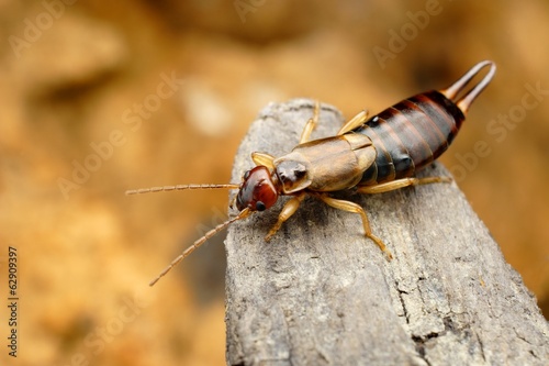 Closeup of tawny earwig in its natural environment photo