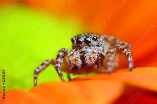 Arabian jumping spider close up