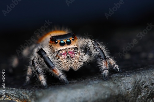 Close up of Phidippus regius jumping spider photo