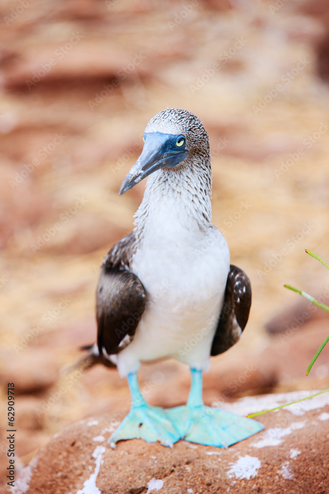 Fototapeta premium Blue footed booby