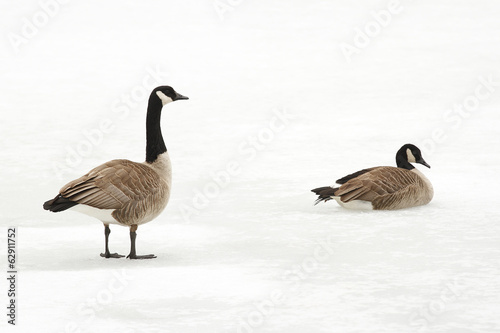 Canada Geese on a Frozen River