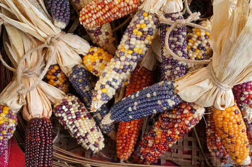 Colorful dried Indian Corn