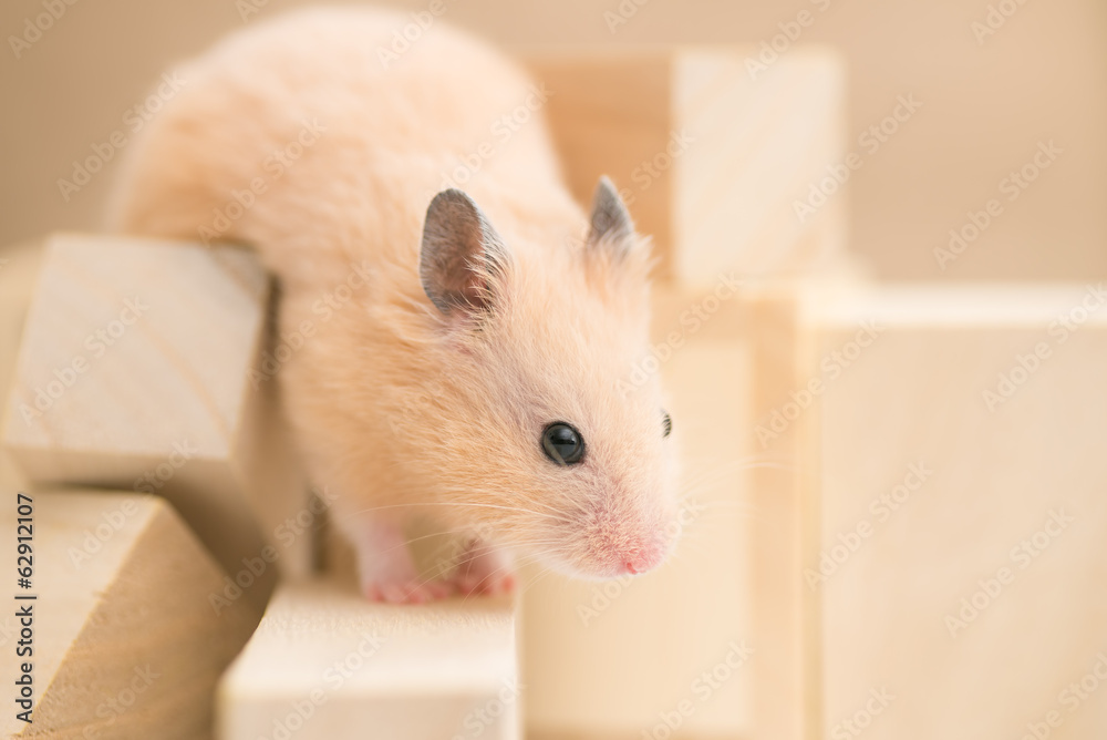 Obraz premium 積み木で遊ぶキンクマハムスター