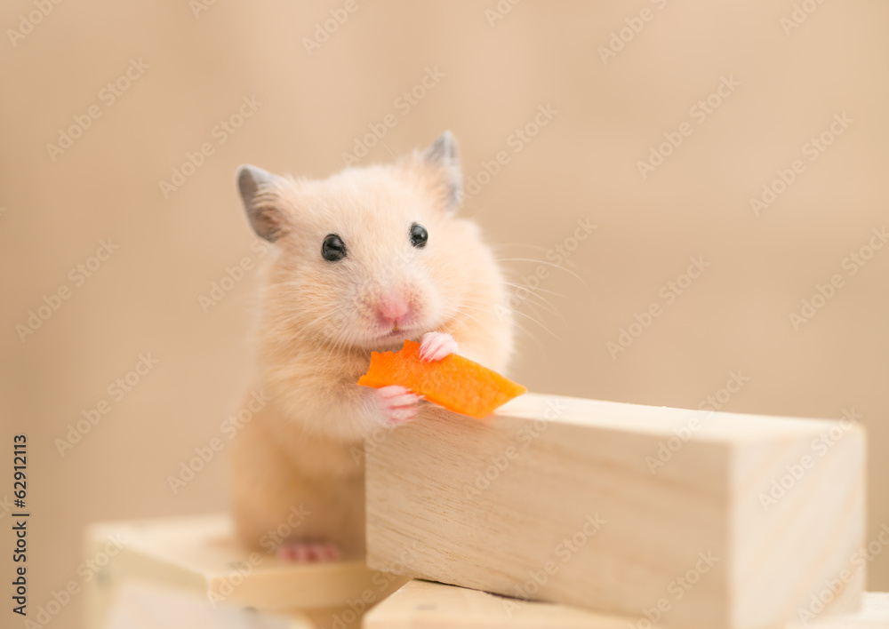 人参を食べるキンクマハムスター Stock Photo Adobe Stock
