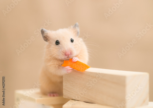人参を食べるキンクマハムスター