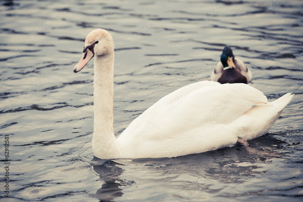 Obraz premium Noble swan