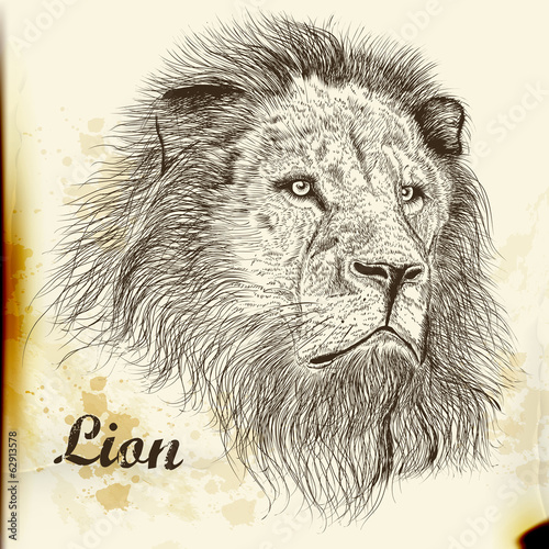 Fototapeta Naklejka Na Ścianę i Meble -  Hand drawn vector  portrait of lion in vintage style