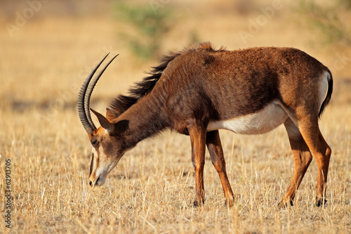 Sable antelope