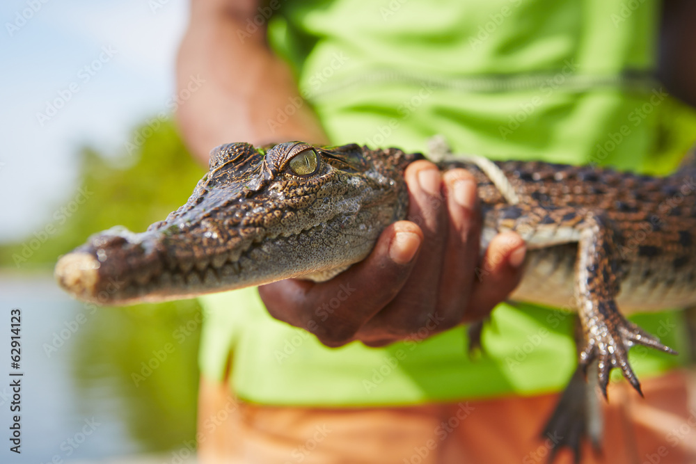 Naklejka premium Crocodile