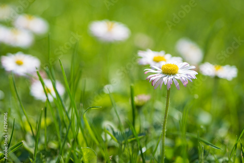Daisy flowers on meadow.