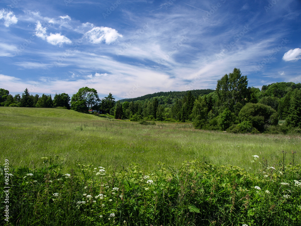 Obraz premium Meadow