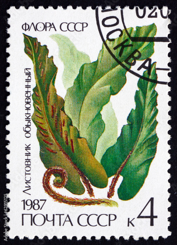 Postage stamp Russia 1987 Hart's Tongue Fern, plant