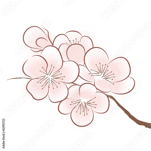 Spring cherry blossom