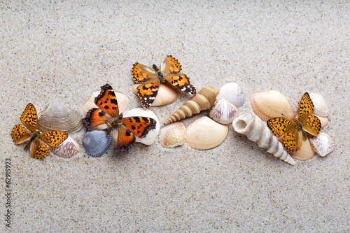 Sea shells and butterfly on sand