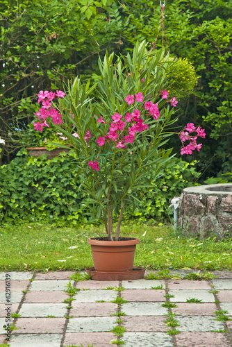 Nice oleander in the garden