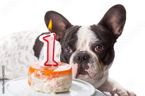 French bulldog on his first birthday with doggy cake © Patryk Kosmider