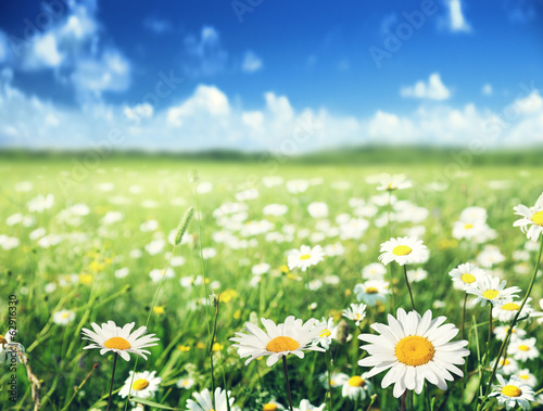 Fototapeta Naklejka Na Ścianę i Meble -  field of daisy flowers
