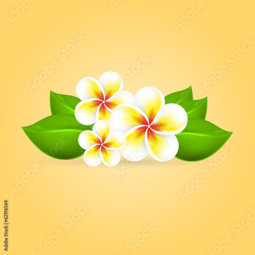 Frangipani tropical flower