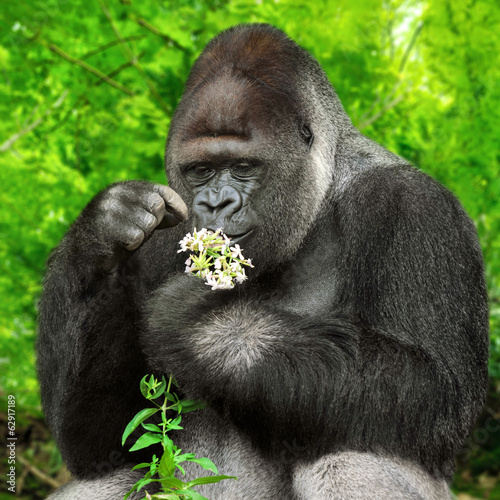 Gorilla bewundert Blümchen #62917189