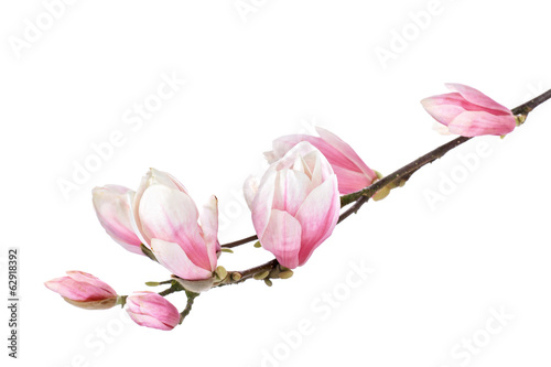Magnolia flower branch isolated on a white background
