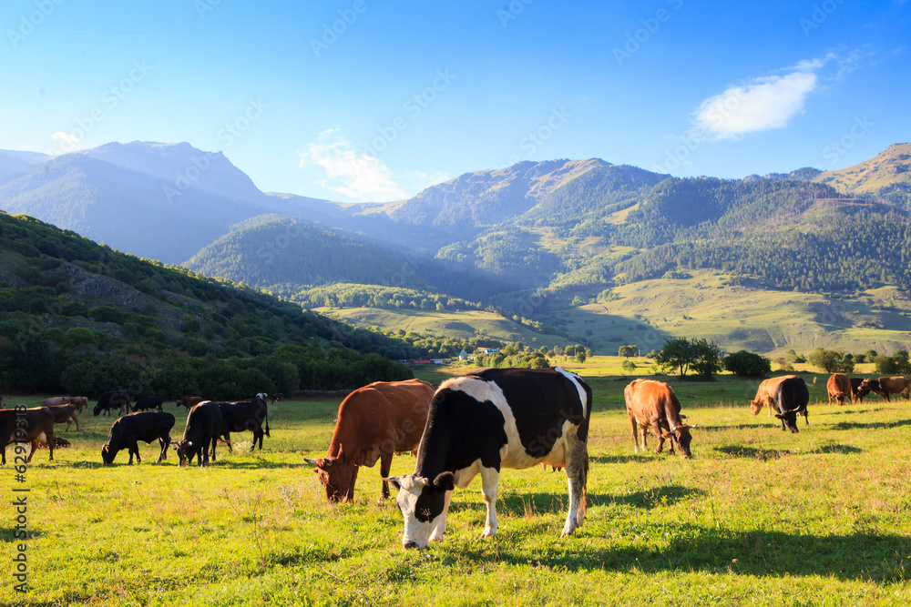 Mountain grassland with grazing cows