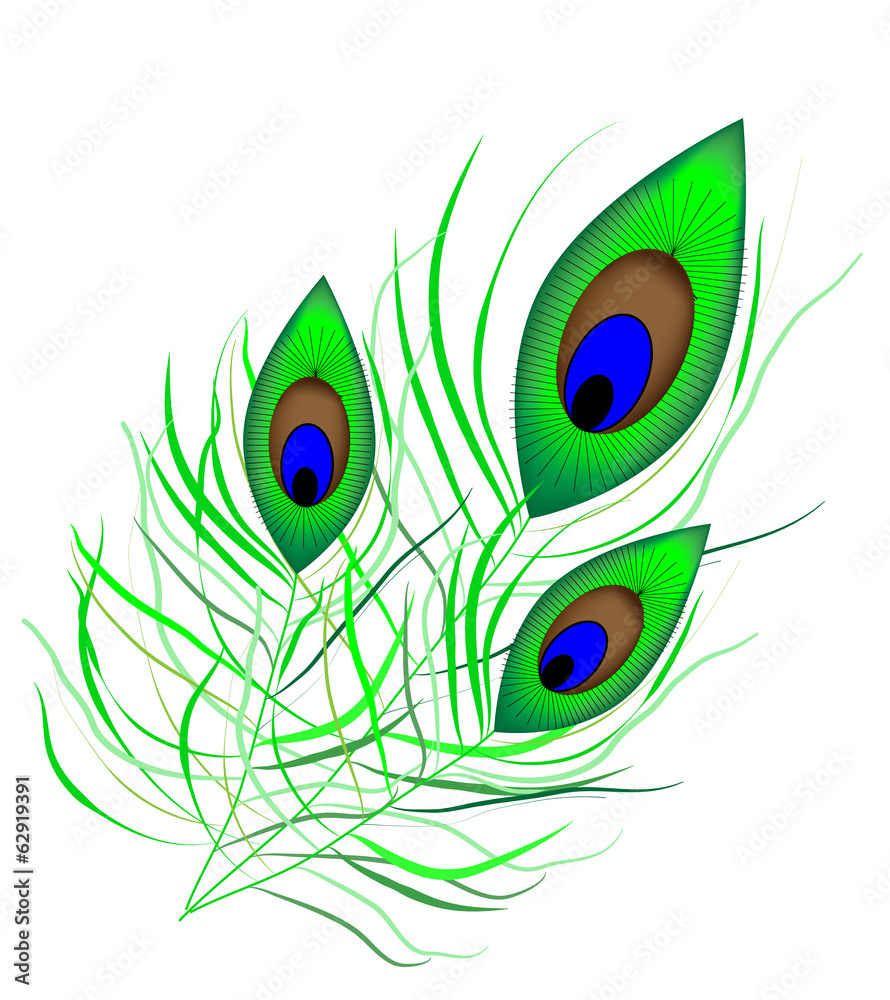 Obraz premium Peacock quill