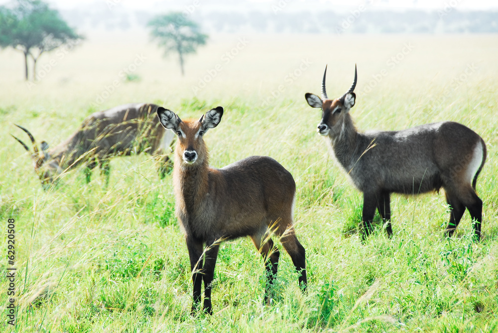 Waterbuck herd, Kidepo Valley National Park (Uganda) Waterbuck herd, Kidepo Valley National Park (Uganda)