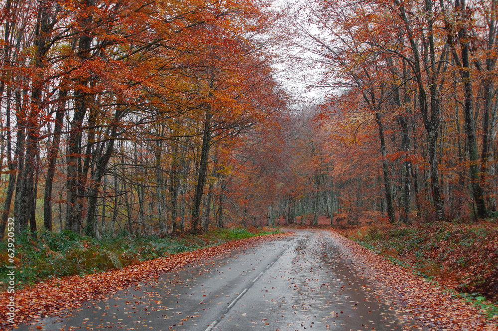 road in the forest in autumn, fall colors