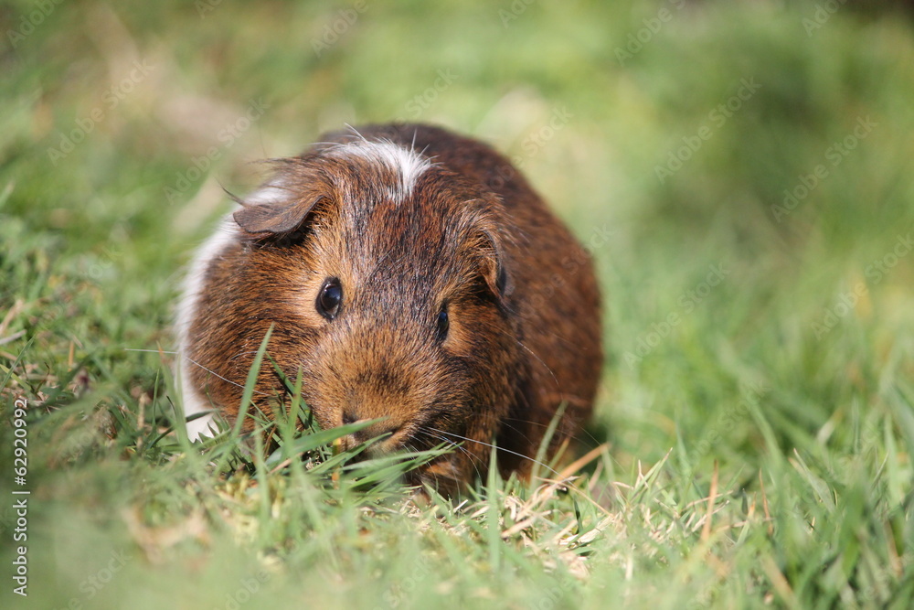 Kleines Meerschweinchen in der freien Natur Kleines Meerschweinchen in der freien Natur