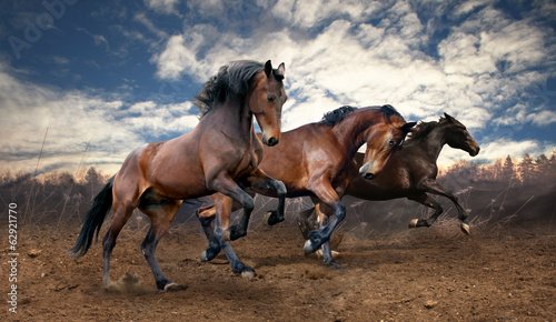 Fotografia wild jump bay horses