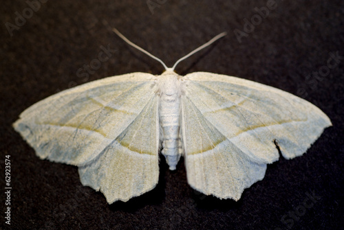 Moth Two