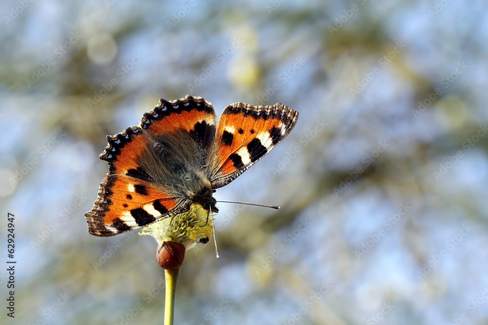 Obraz premium frühling / spring