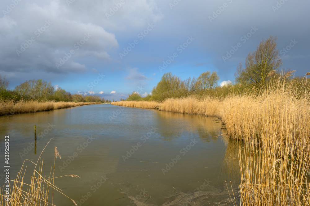 Reed bed along a lake in a cloudy spring