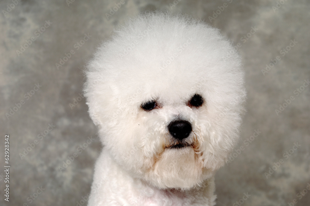 Face of poodle dog