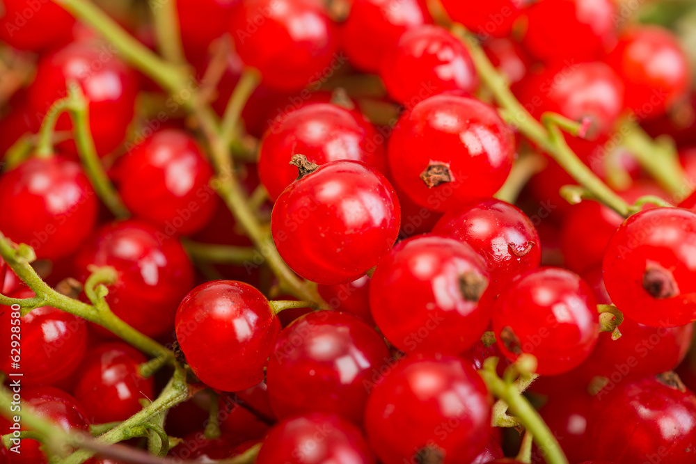Red currant berry close up colorful fruit background Red currant berry close up colorful fruit background